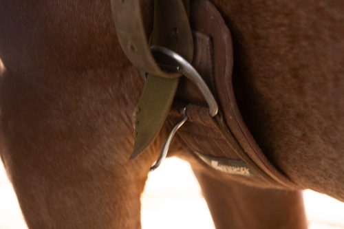 Saddled horse with girth and buckle