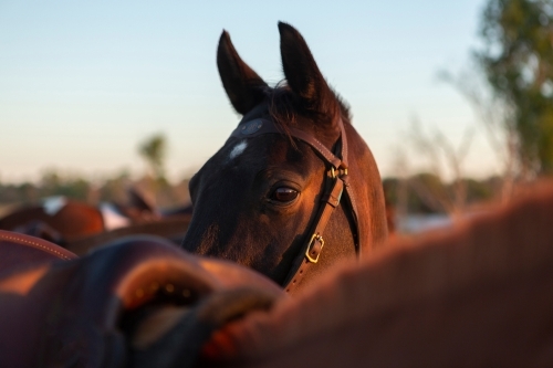 Saddled horses at sunset