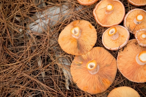 Saffron milk caps - Australian Stock Image