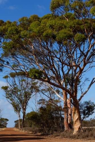 Salmon gum trees beside unsealed country road - Australian Stock Image