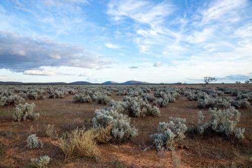 salt bush plains with hills in distance
