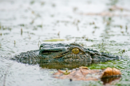 Salt water crocodile lurking in swampy waters