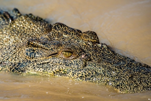 Salt water crocodile close up - Australian Stock Image