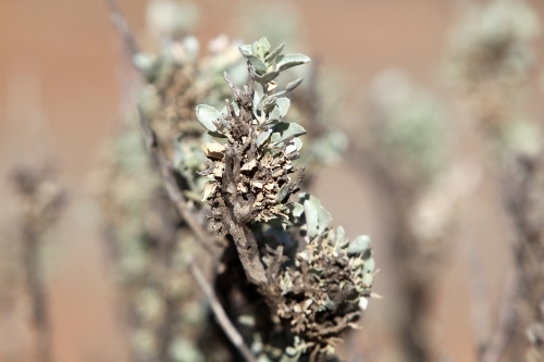 Saltbush - Australian Stock Image