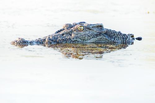 Saltwater Crocodile at Yellow Waters