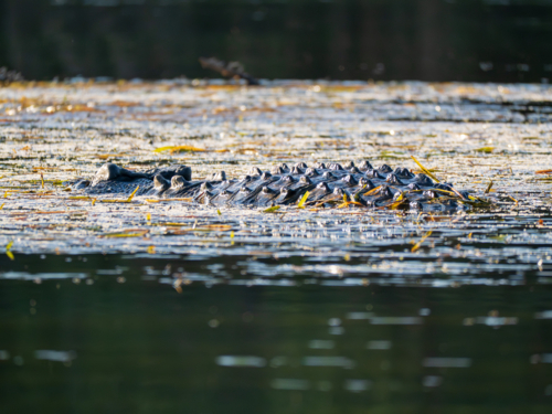 Saltwater Crocodile in the Lower Ord River, Western Australia - Australian Stock Image