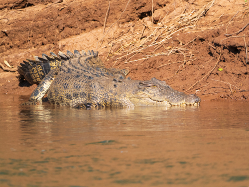 Saltwater Crocodile in the Lower Ord River, Western Australia - Australian Stock Image