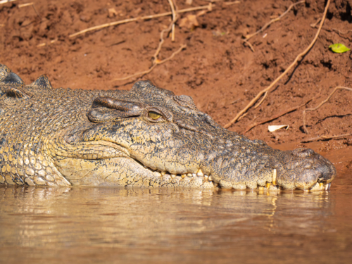 Saltwater Crocodile in the Lower Ord River, Western Australia - Australian Stock Image