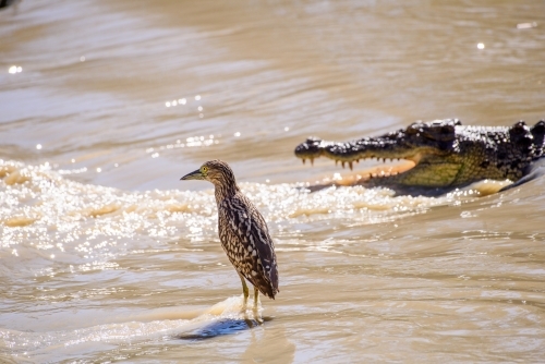 Saltwater crocodile in the shallows with bird standing nearby