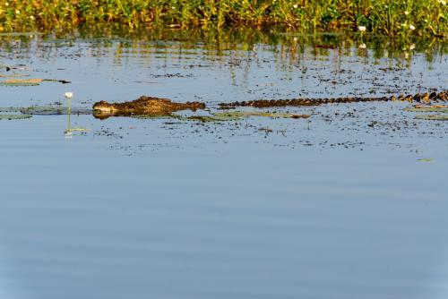 Saltwater Crocodile swimming in the dawn light - Australian Stock Image