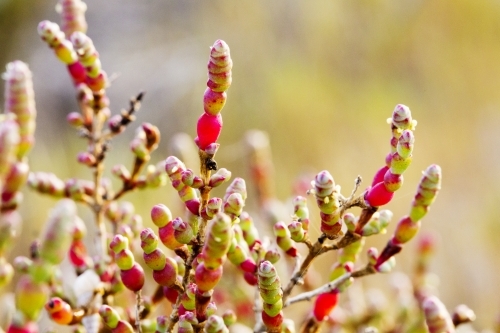 Samphire with winter colour - Australian Stock Image
