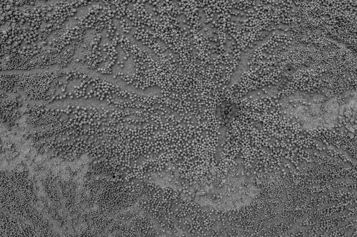 Sand crab beach pattern - Australian Stock Image