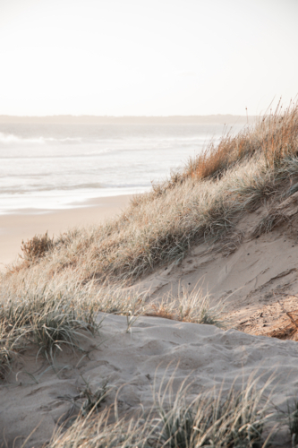 Sand dune at sunset with low scrub and sea in background, vertical - Australian Stock Image