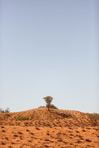 Sand dune with one tree - Australian Stock Image