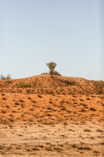 Sand dune with one tree
