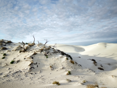 Sand dunes with stunted plants under a big sky
