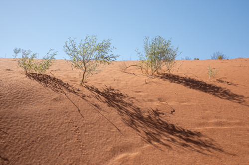 Sandhill and plants - Australian Stock Image