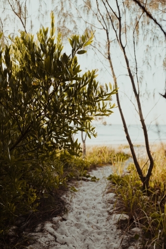 Sandy track leading through the trees to an idyllic beach at sunrise - Australian Stock Image