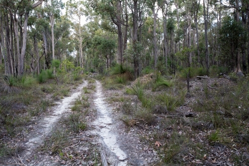 Sandy track through the bush - Australian Stock Image