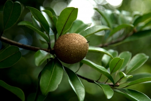 Sapodilla fruit growing on tree - Australian Stock Image