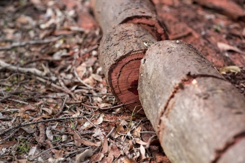 Sawn jarrah log for firewood