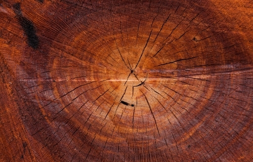 Sawn orange cross-section of a eucalypt tree with concentric rings and radiating cracks - Australian Stock Image