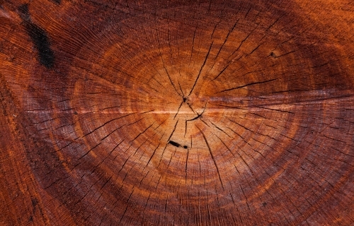 Sawn orange cross-section of a eucalypt tree with concentric rings and radiating cracks