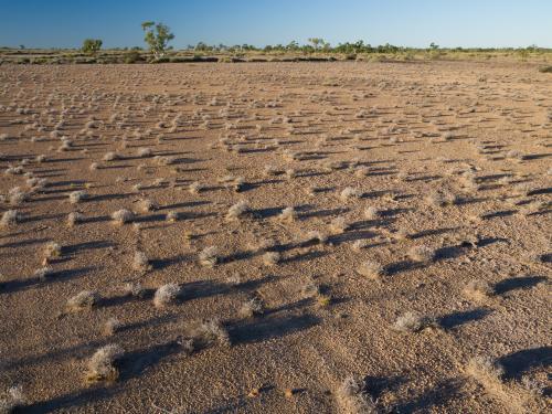 Scattered spinifex with long shadows on arid ground - Australian Stock Image