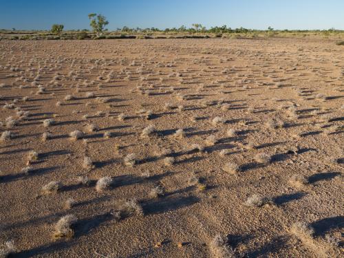 Scattered spinifex with long shadows on arid ground