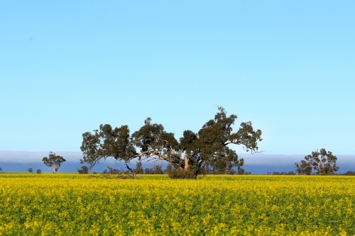 Scene from rural Victoria in spring - Australian Stock Image