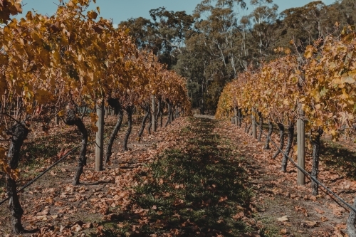 Scenic Australian countryside at a Winery in the Snowy Mountains Region. - Australian Stock Image