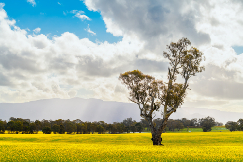 Scenic spring landscape with blooming canola, gum tree and dramatic sky during springtime - Australian Stock Image