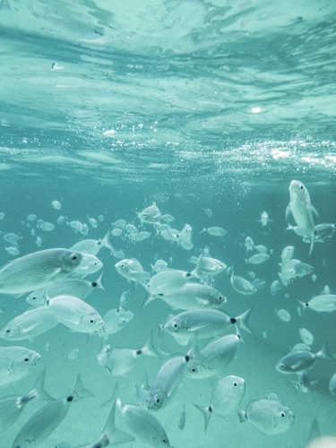 School of fish in blue waters - Australian Stock Image