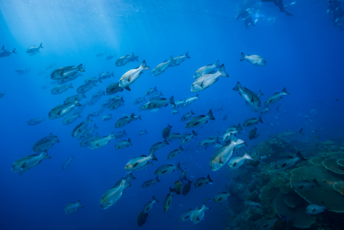 School of fish on the Great Barrier Reef - Australian Stock Image