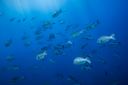 School of fish on the Great Barrier Reef - Australian Stock Image