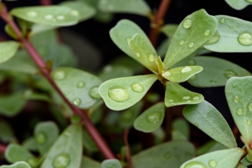 scientific name: Portulaca oleracea. An edible wild plant. - Australian Stock Image