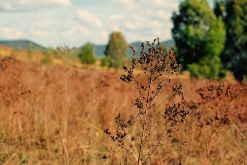 Scorched bush flowers on a dry valley - Australian Stock Image