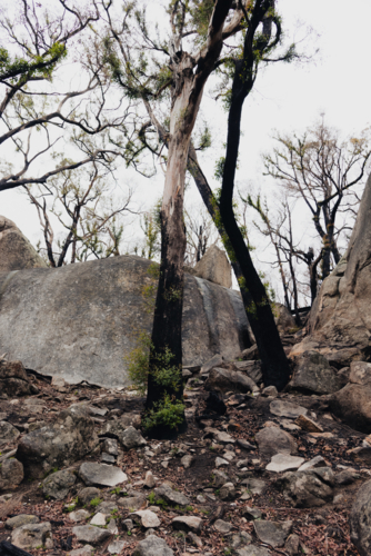 scorched trees on Mt Alexander among bushland rocks - Australian Stock Image