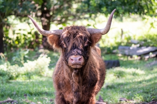 Scottish highland calf standing in a grassy field - Australian Stock Image
