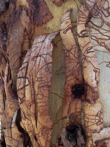 Scribbly gum bark peeling off new growth - Australian Stock Image