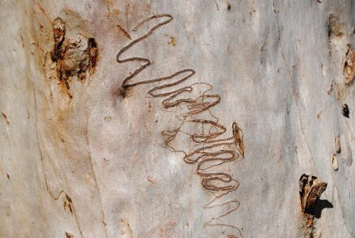 Scribbly Gum Tree with scribbles made by larvae of the scribbly gum moth (Ogmograptis scribula) - Australian Stock Image