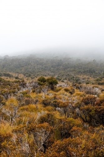 Scrubby, misty landscape at Cradle Mountain