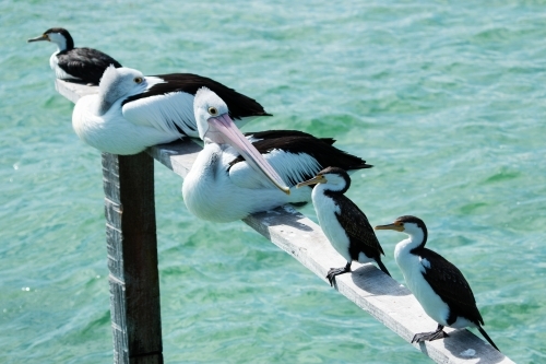 sea birds perched on railing over sea water