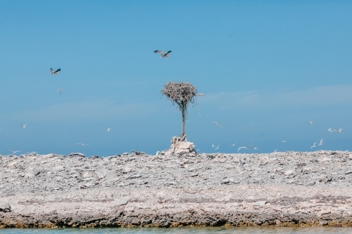 Sea eagles and their nest on a pole on a desolate coral island - Australian Stock Image