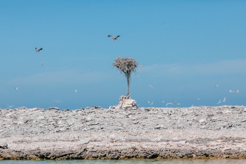 Sea eagles and their nest on a pole on a desolate coral island