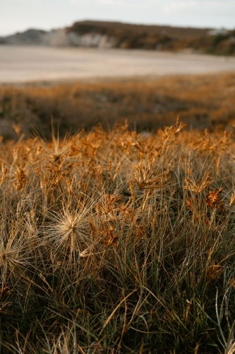 sea grass at dawn
