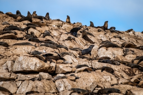 Sea Lion colony on Ile des Phoques - Australian Stock Image