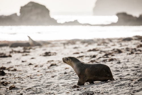 Sea Lion walking along sand on the coastline - Australian Stock Image