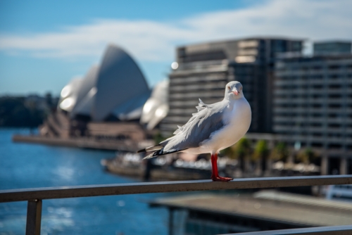 Seagull in Sydney with Opera House out of focus in the background - Australian Stock Image