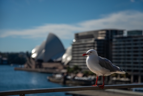 Seagull in Sydney with Opera House out of focus in the background - Australian Stock Image